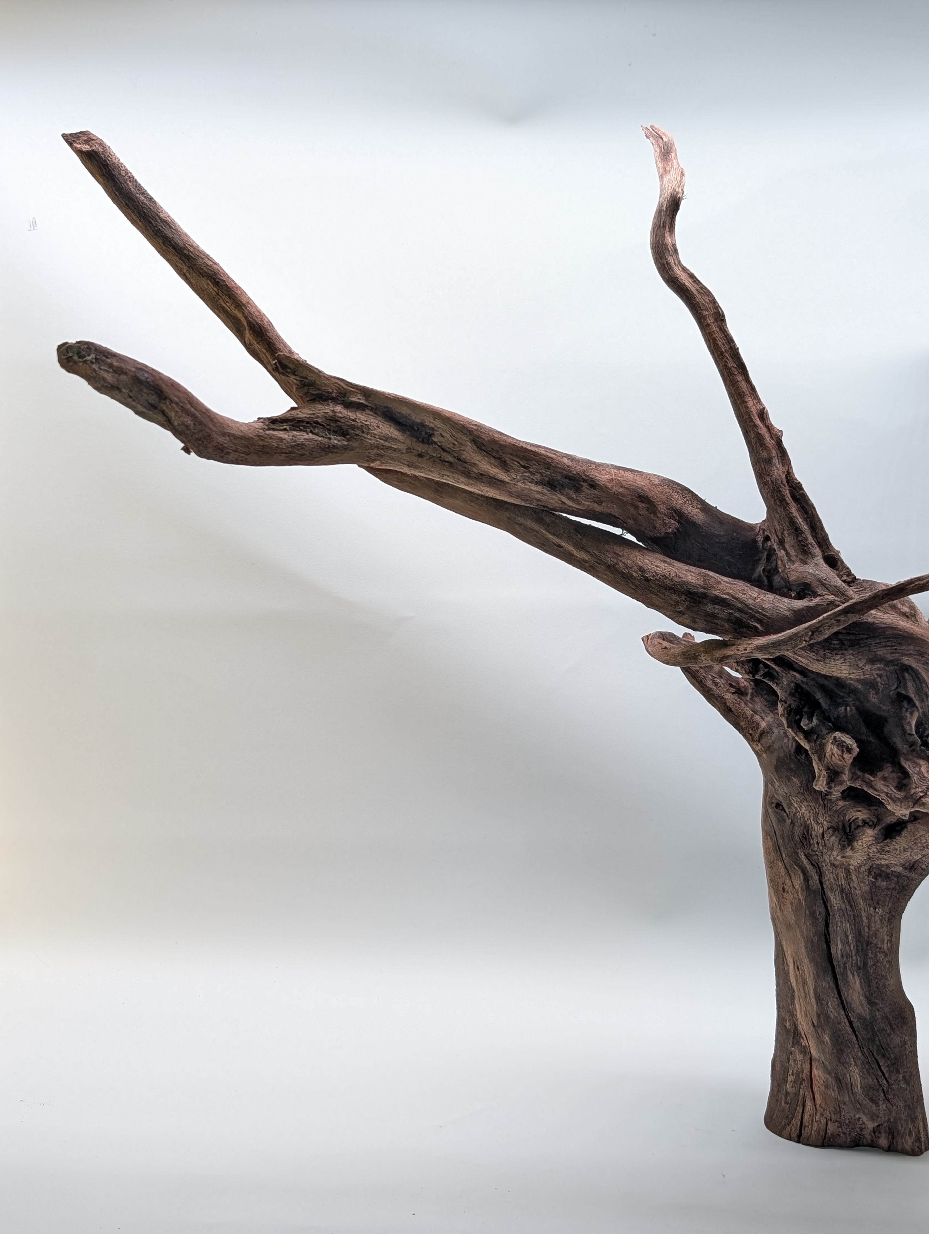 Aquarium Gold Vine driftwood  XL 40-60cm