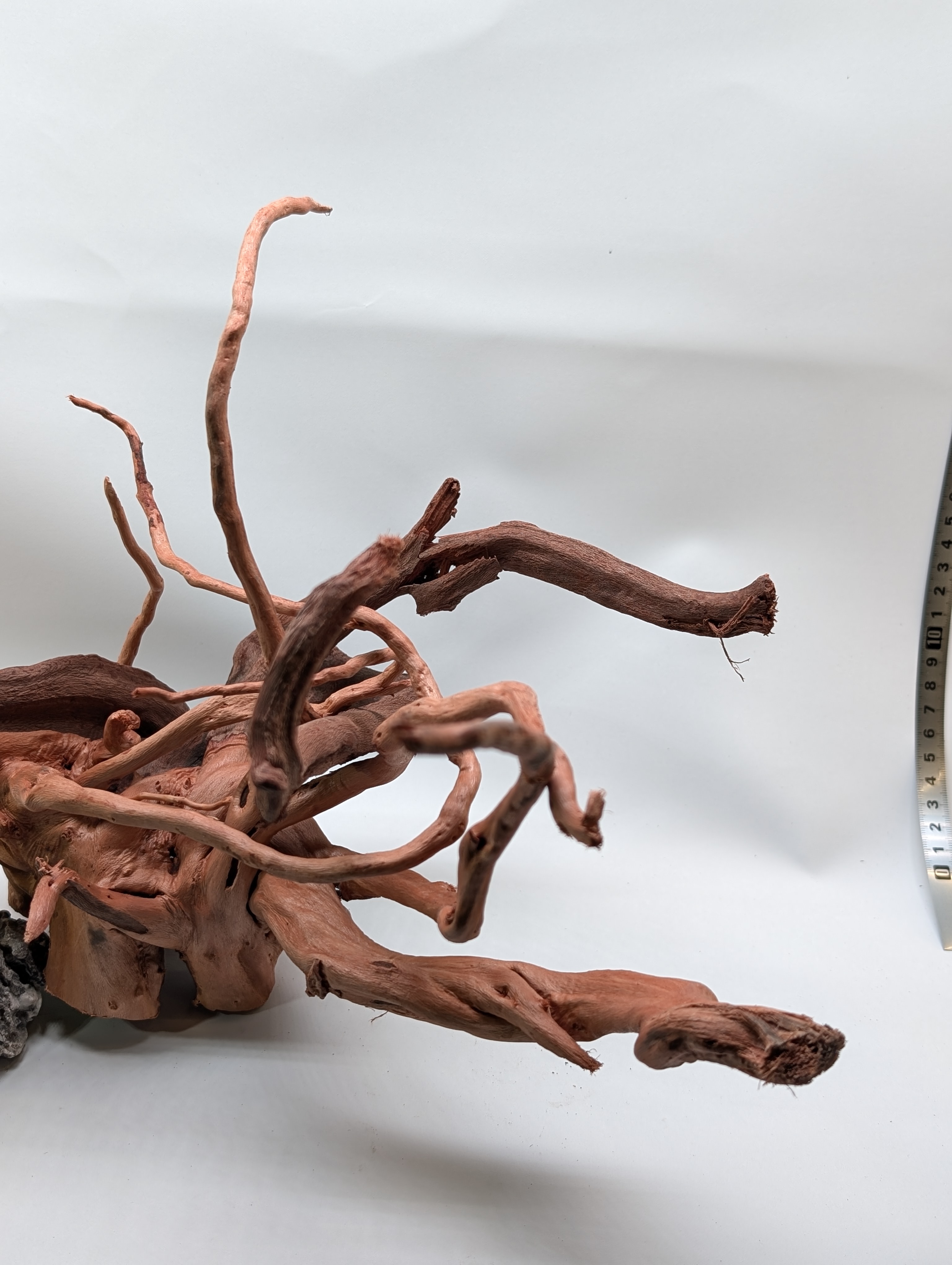 Aquarium Gold Vine driftwood  XL 40-60cm