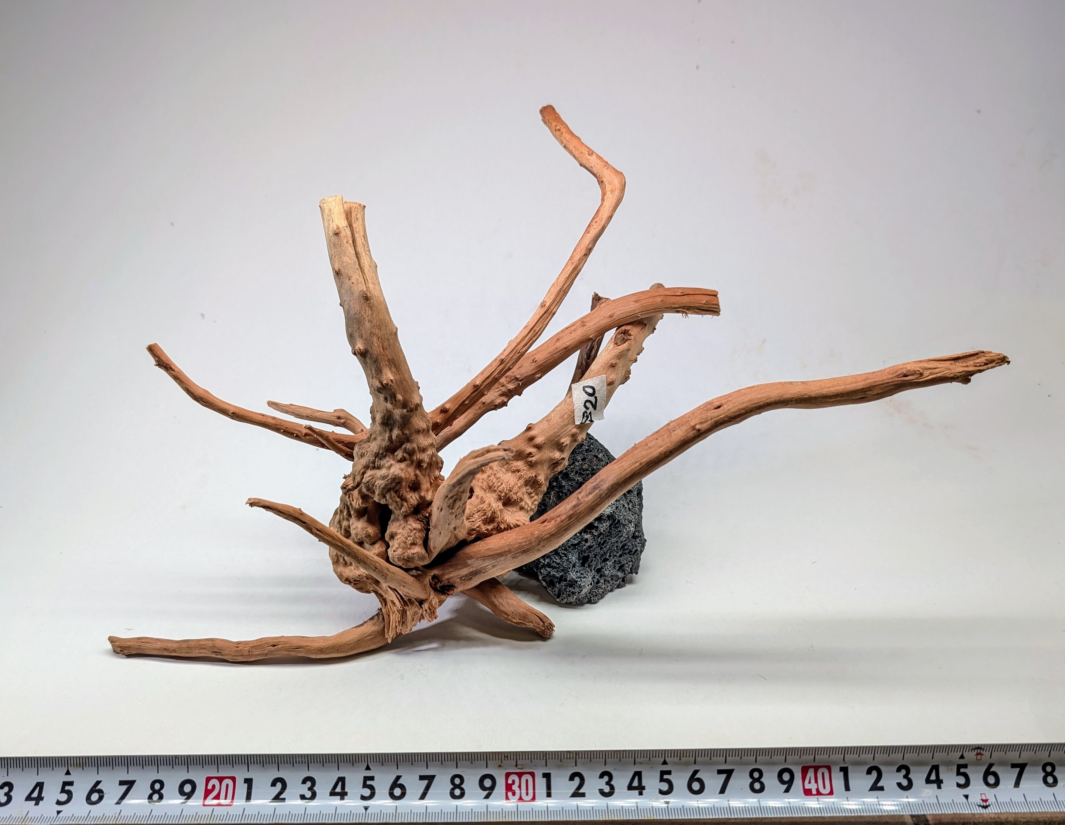 Aquarium gold vine drifrwood  L size 25-40cm