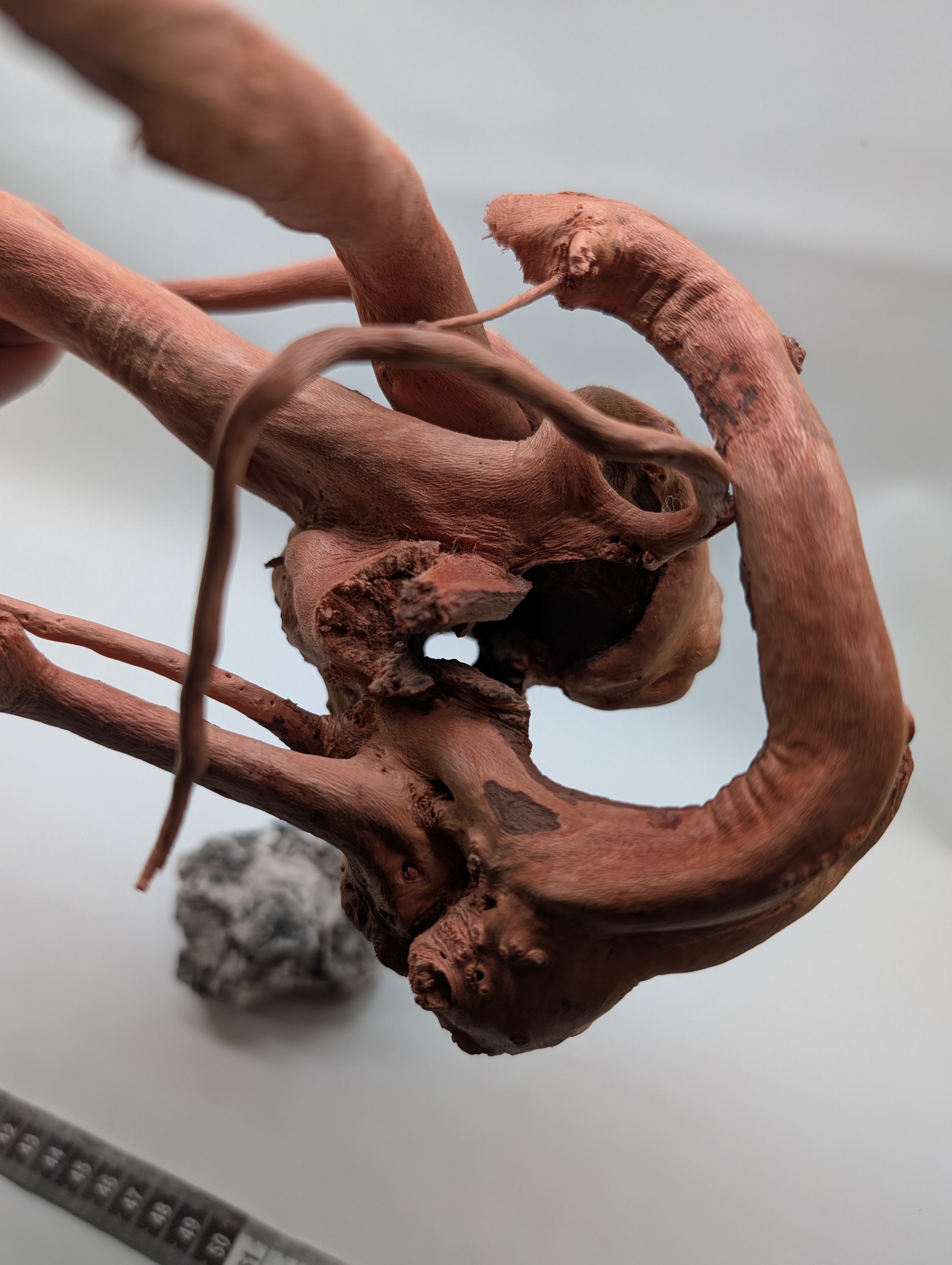 Aquarium gold vine driftwood  L size 25-40cm