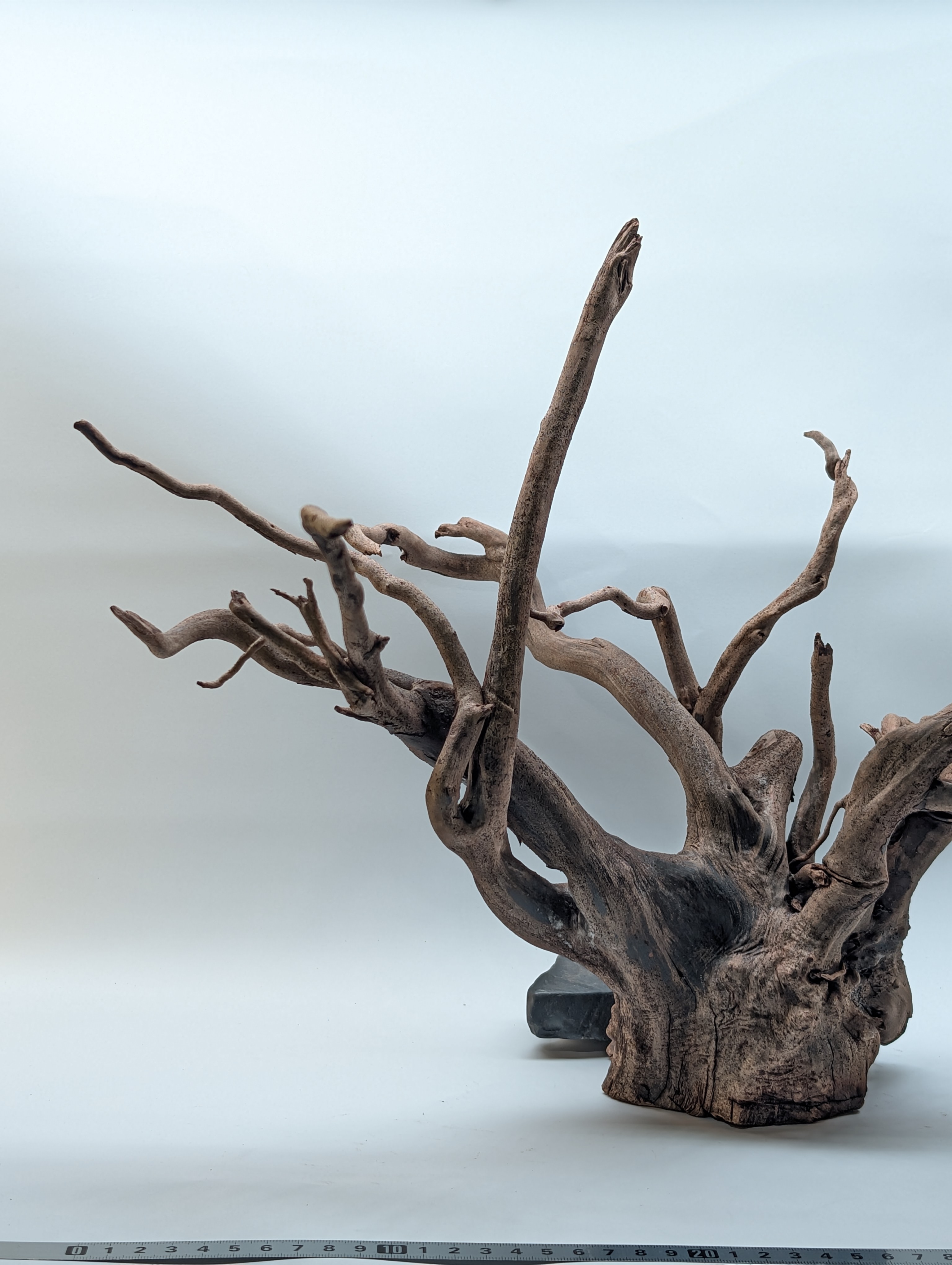 Aquarium Gold Vine driftwood  XL 40-60cm