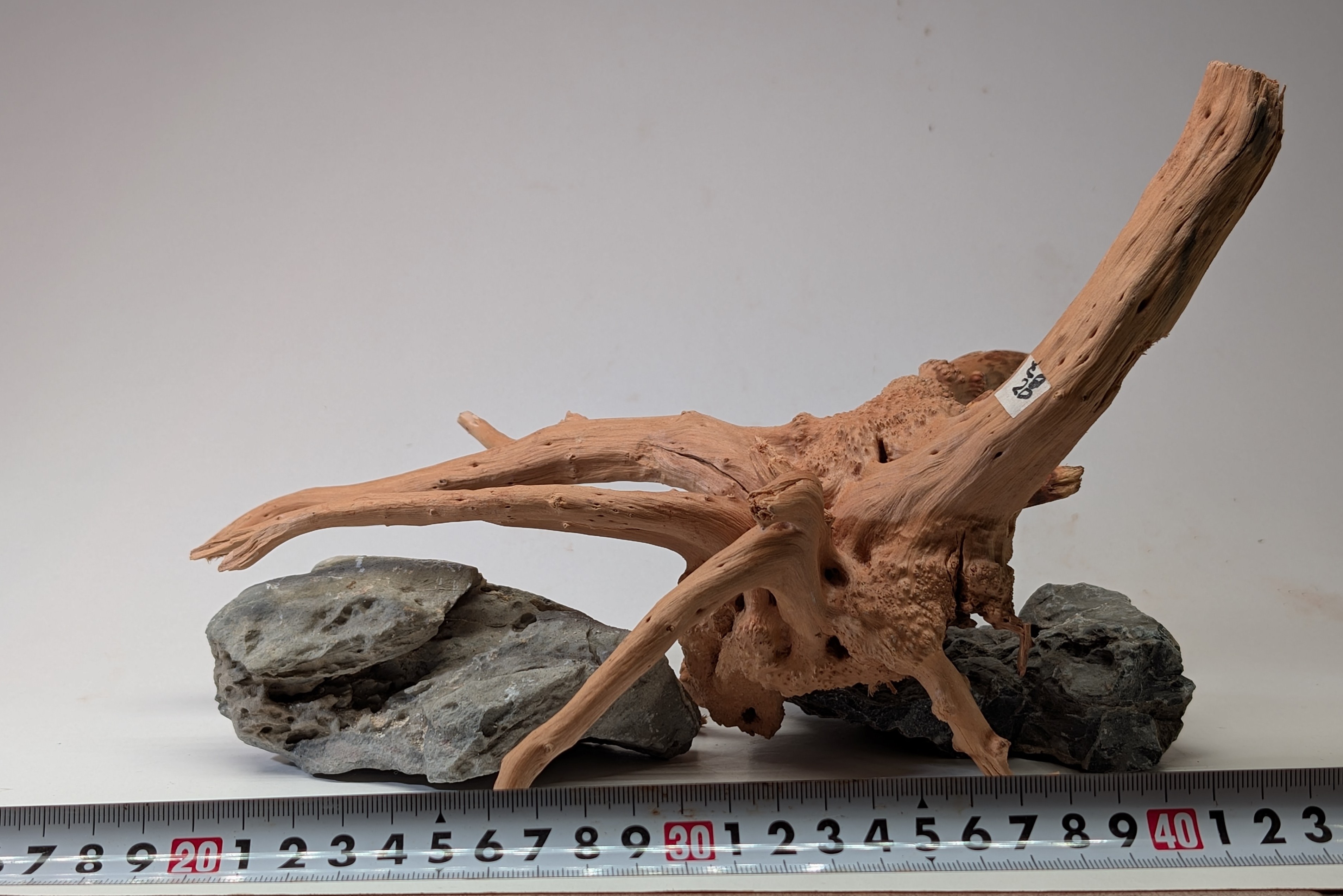 Aquarium gold vine driftwood  L size 25-40cm