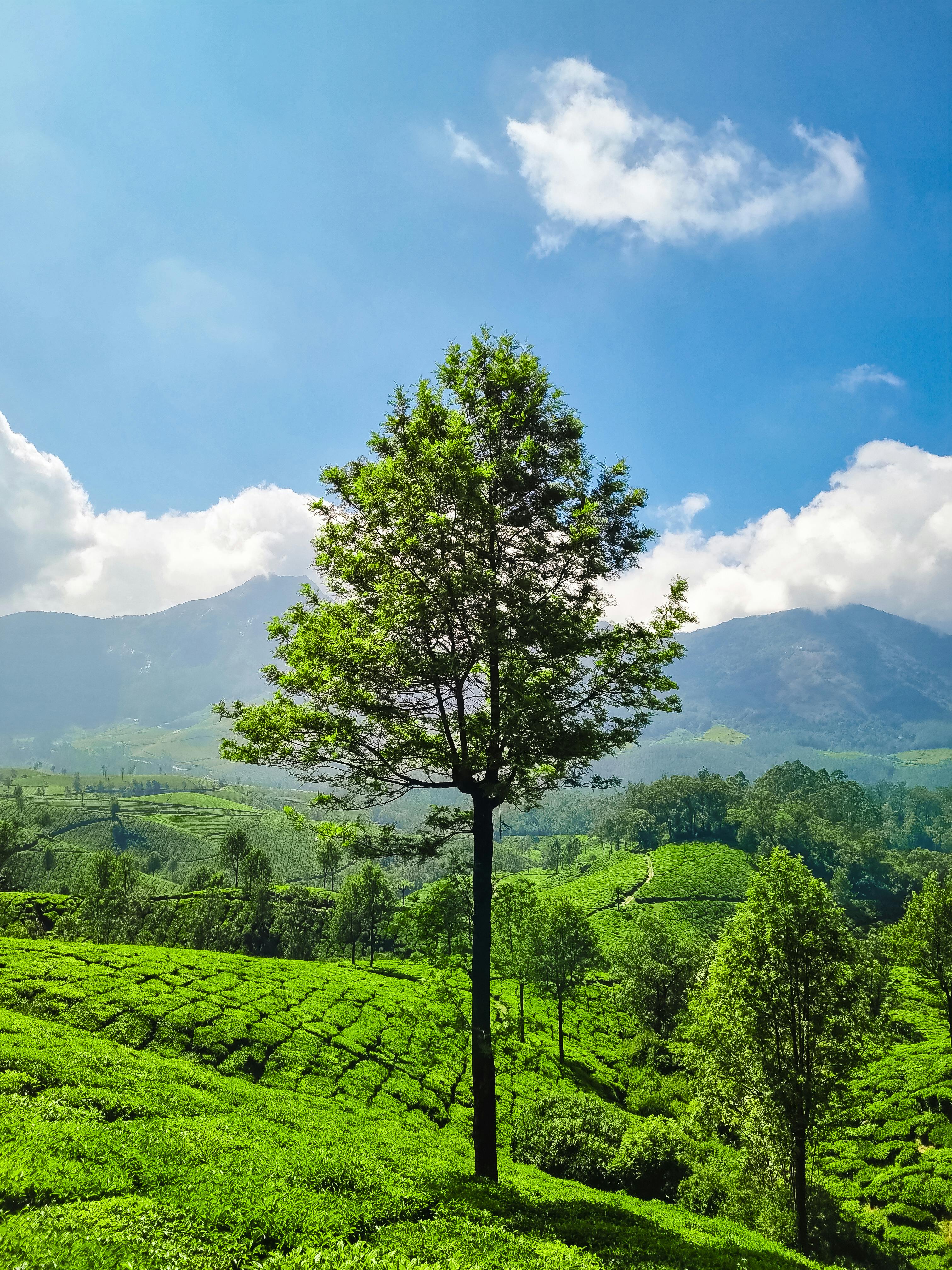 Athirappally, Munnar & Alappuzha - Serene Kerala Waterfalls & Hills Escape ✨🌿