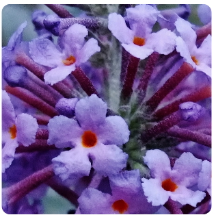 6 - ÁRBOL DE MARIPOSAS