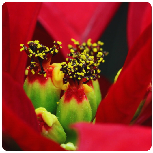 16 - CORONA del INCA