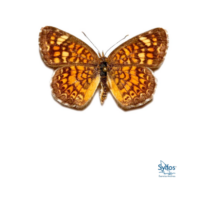 39 - VESTA CRECIENTE