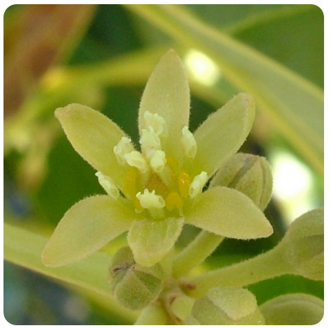 29 - PALTO / AGUACATE