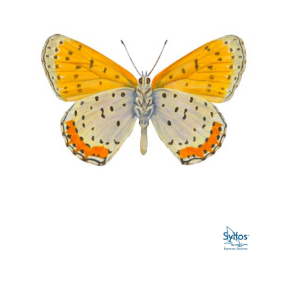 27 - COBRE BRONCEADO