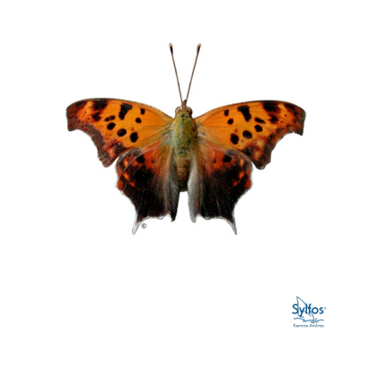 31 - MARCA DE LA PREGUNTA