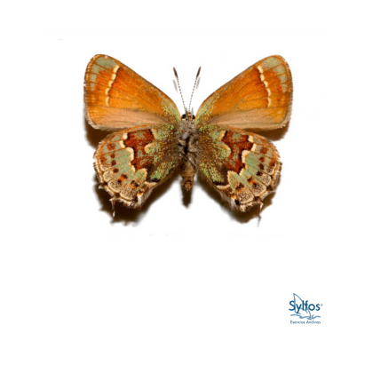 36 - PELOS DE ENEBRO