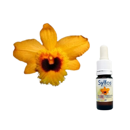 15 - ORQUÍDEA DE LA TRANSFORMACIÓN