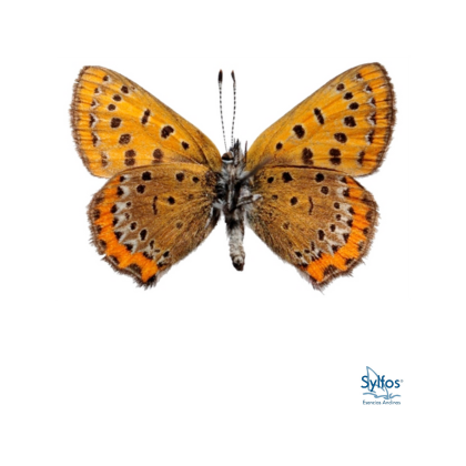 28 – COBRE VIOLETA