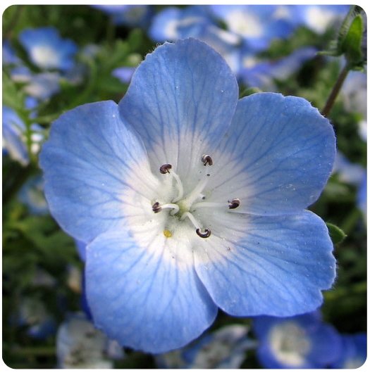 28 - OJOS AZULES / Baby-Blue-Eyes