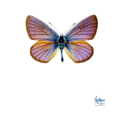 40 – MAZARINA AZUL