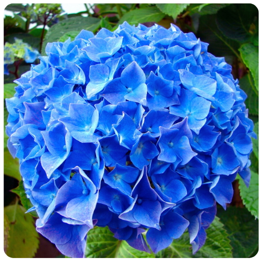 20 - HORTENSIA