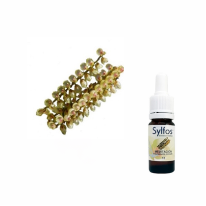 8 - ORQUIDEA DE LA MEDITACION