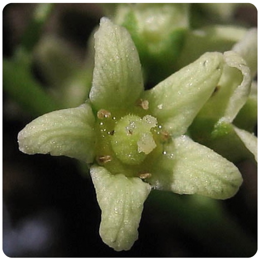 34 - ROBLE VENENOSO / Poison Oak 