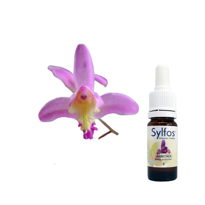1 - ORQUIDEA DE LA ARMONIA
