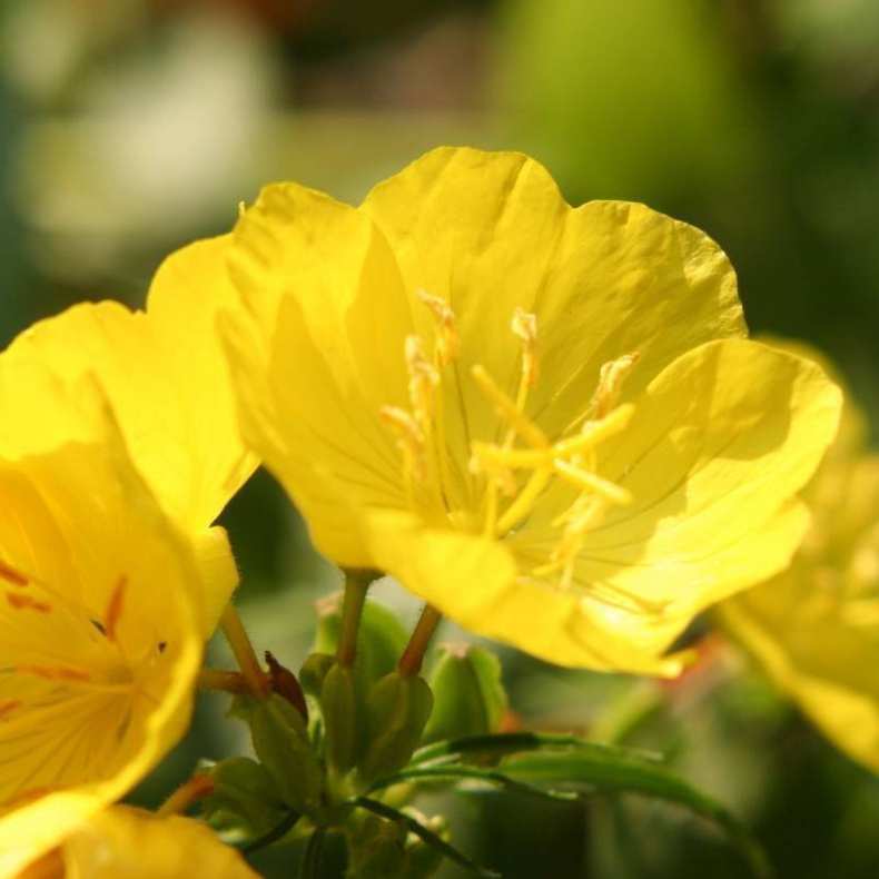 14 - DONDIEGO DE NOCHE