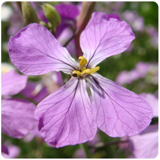 31 - RABANO SILVESTRE