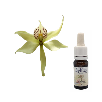 2 - ORQUÍDEA AURORA