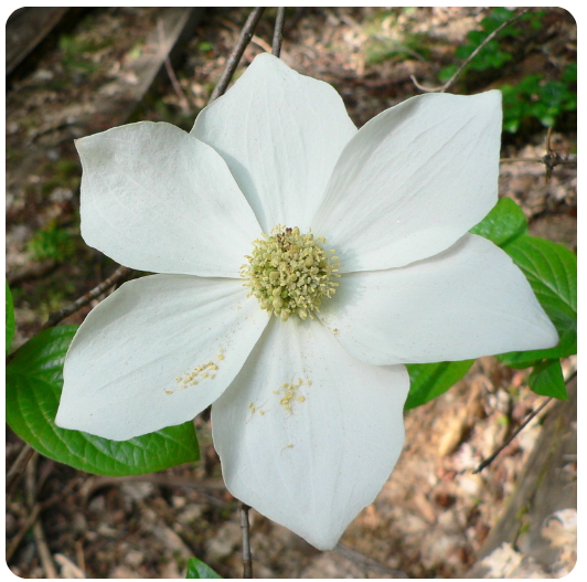 15 - CORNEJO (Dogwood)