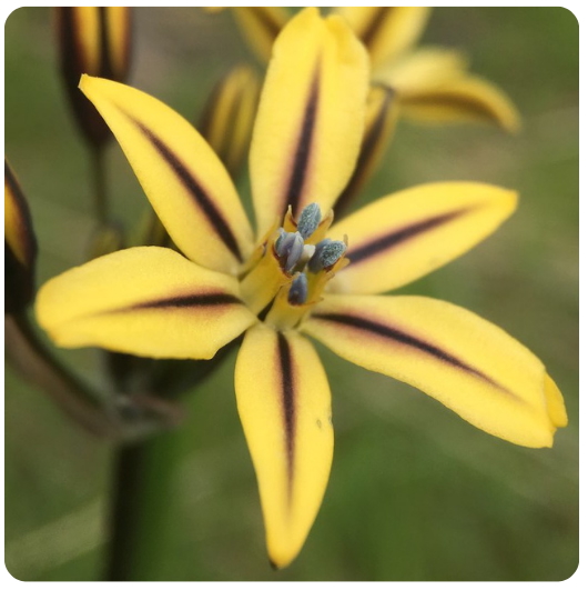 39 - TRITELEIA / ESTRELLA DORADA / Pretty Face
