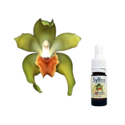 12 - ORQUIDEA DE LA SABIDURÍA