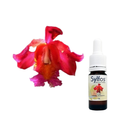 7 - ORQUIDEA DE LA LUZ