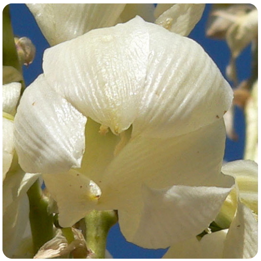 44 - YUCCA
