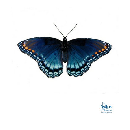 4 - ARTEMIS MANCHADO