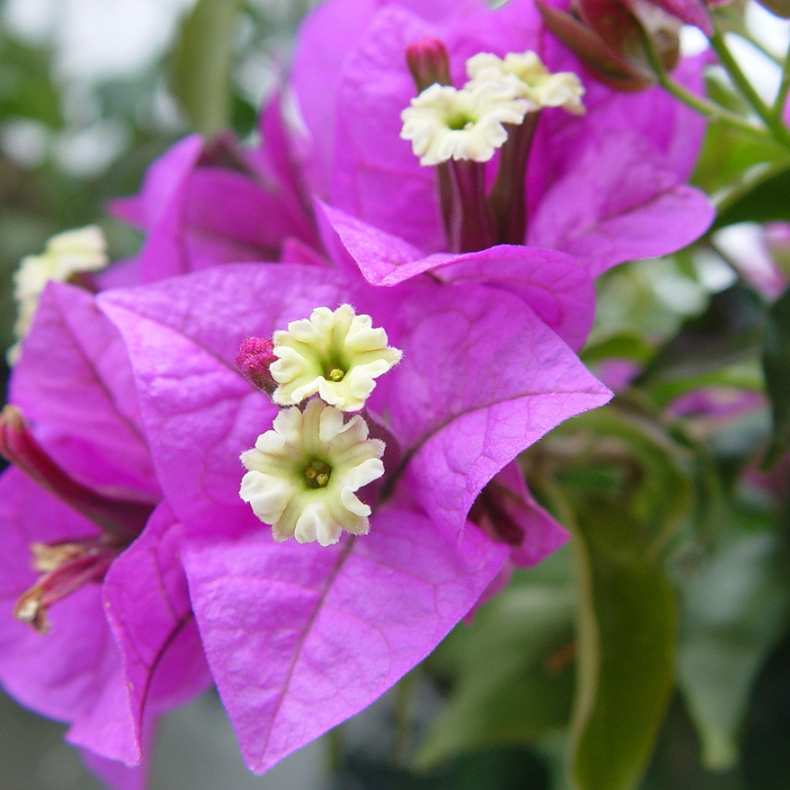 7 - BOUGAINVILLEA