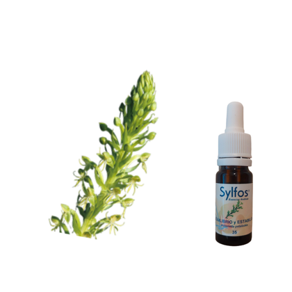 13 - ORQUÍDEA ESTABILIDAD