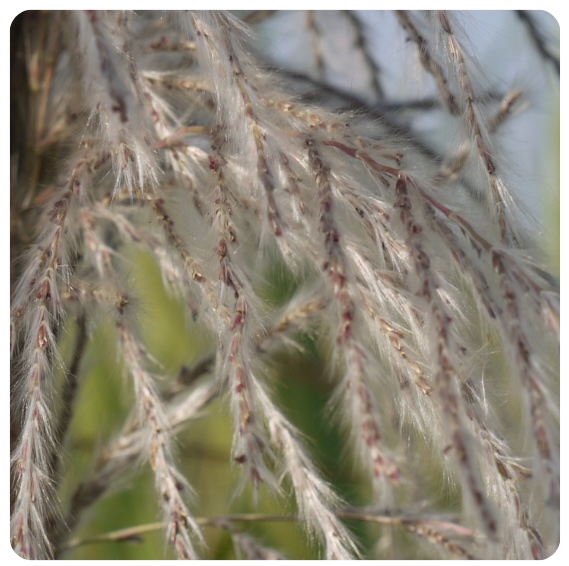 13 - CAÑA DE AZÚCAR