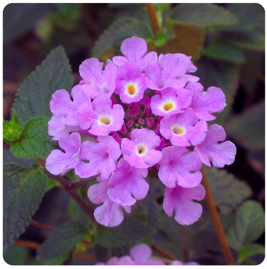 22 - LANTANA