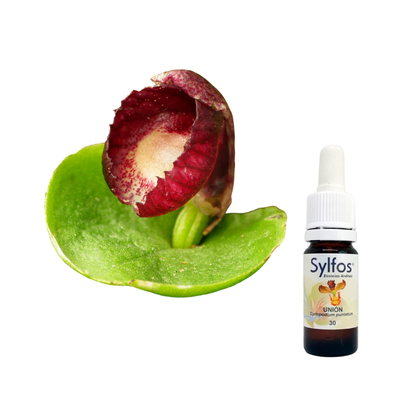 11 - Orquídea CASCO ROJO / RED HELMET