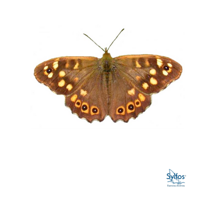 21 – MACULADA / TIRCIS