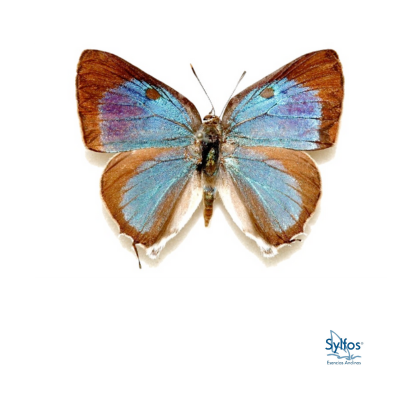 22 - AGUA-MARINA LISTADA