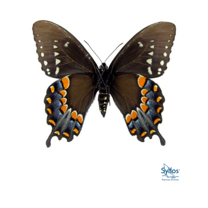 16 - PAPILIO DE LAS ESPECIAS