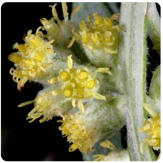 9 - ARTEMISIA (Mugwort)