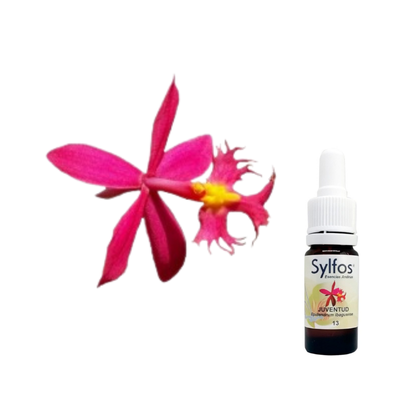 6 – ORQUIDEA DE LA JUVENTUD