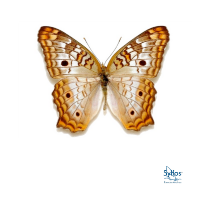 23 – SABANERA / ANARTIA BLANCA