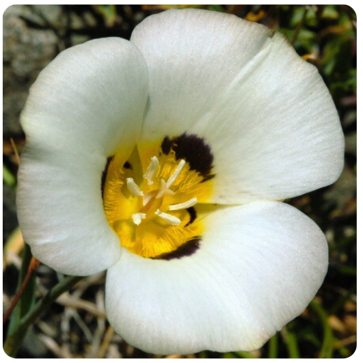 27 - MARIPOSA LILY