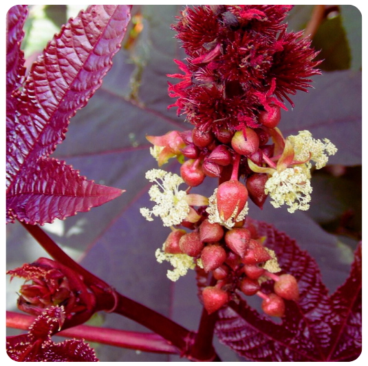 19 - HIGUERILLA / RICINO