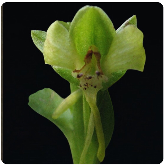 29 - Orquídea HABENELLA