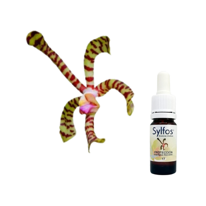 10 - ORQUIDEA DE LA PROTECCIÓN