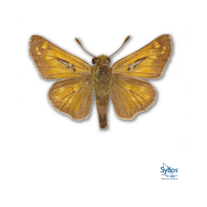 5- CAPITAN SALPICADO DE PLATA