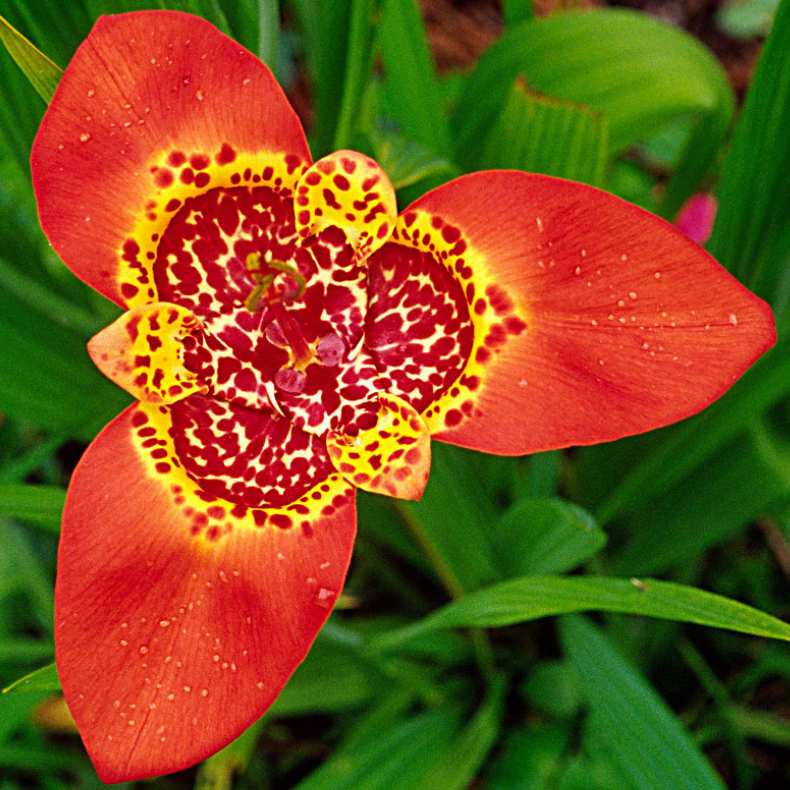 15 - FLOR DE UN DÍA