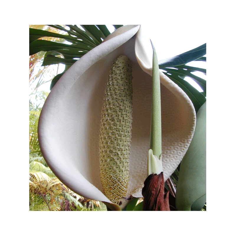 13 - COSTILLA DE ADAN