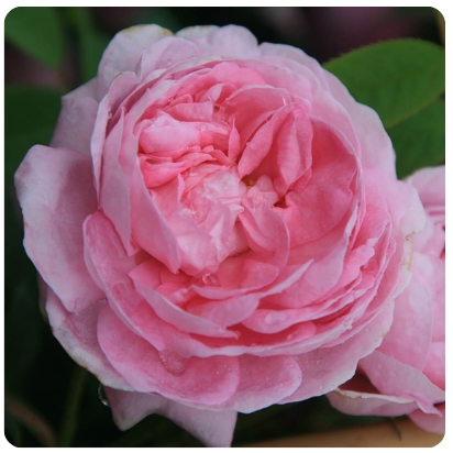 33 - REINA DE DINAMARCA (Rosa)